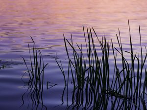 Preview wallpaper water, waves, grass, silhouettes, purple, dark