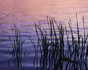 Preview wallpaper water, waves, grass, silhouettes, purple, dark