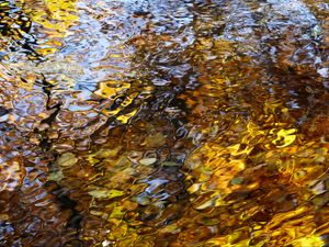 Preview wallpaper water, waves, ripples, reflection, autumn, macro