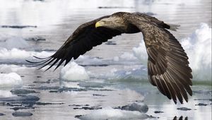 Preview wallpaper water, wings, ice, eagle, flight, bird