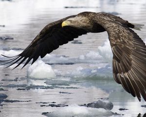 Preview wallpaper water, wings, ice, eagle, flight, bird