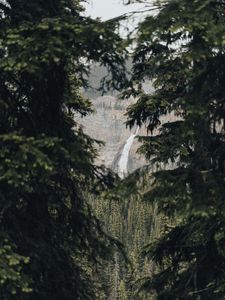 Preview wallpaper waterfall, branches, rock, spruce