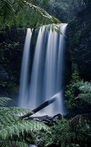 Preview wallpaper waterfall, fern, branches, landscape