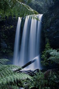 Preview wallpaper waterfall, fern, branches, landscape