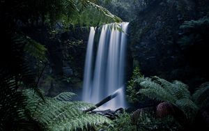 Preview wallpaper waterfall, fern, branches, landscape