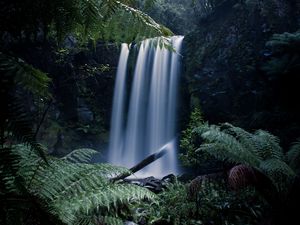 Preview wallpaper waterfall, fern, branches, landscape