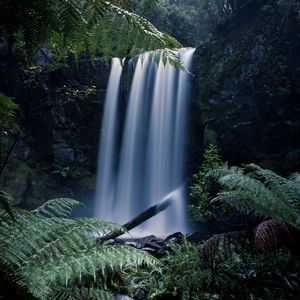 Preview wallpaper waterfall, fern, branches, landscape