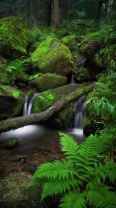 Preview wallpaper waterfall, fern, stones, moss