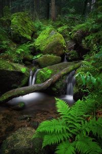 Preview wallpaper waterfall, fern, stones, moss