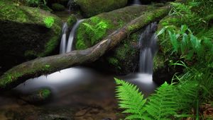 Preview wallpaper waterfall, fern, stones, moss