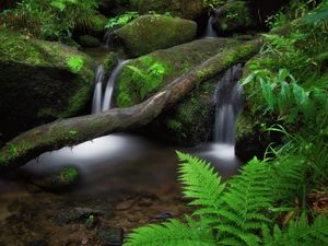 Preview wallpaper waterfall, fern, stones, moss