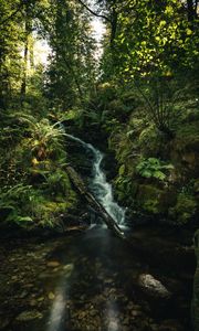 Preview wallpaper waterfall, fern, trees, rays, water