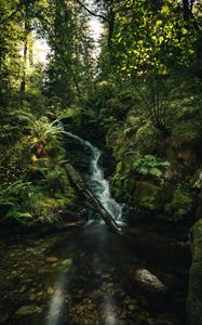 Preview wallpaper waterfall, fern, trees, rays, water