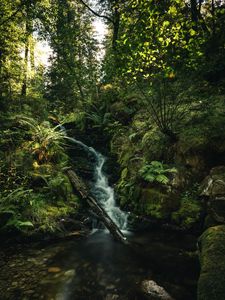 Preview wallpaper waterfall, fern, trees, rays, water