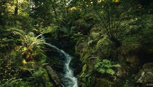 Preview wallpaper waterfall, fern, trees, rays, water