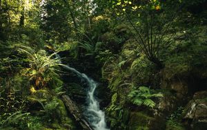 Preview wallpaper waterfall, fern, trees, rays, water