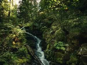 Preview wallpaper waterfall, fern, trees, rays, water