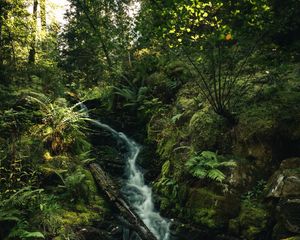 Preview wallpaper waterfall, fern, trees, rays, water