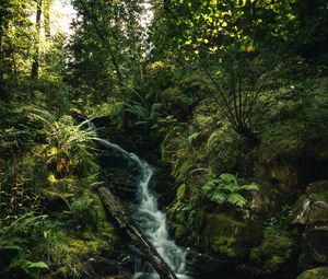 Preview wallpaper waterfall, fern, trees, rays, water