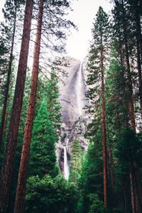 Preview wallpaper waterfall, forest, trees