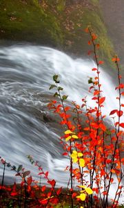 Preview wallpaper waterfall, leaves, fall, for