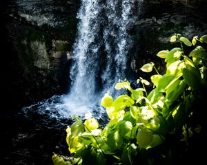 Preview wallpaper waterfall, leaves, plants, rocks