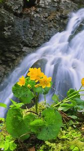 Preview wallpaper waterfall, rocks, flower