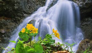 Preview wallpaper waterfall, rocks, flower