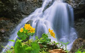 Preview wallpaper waterfall, rocks, flower