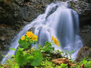 Preview wallpaper waterfall, rocks, flower