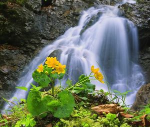 Preview wallpaper waterfall, rocks, flower