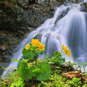 Preview wallpaper waterfall, rocks, flower