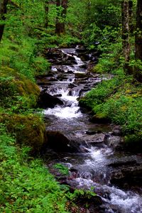 Preview wallpaper waterfall, stream, grass, moss, trees