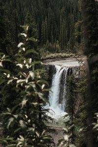 Preview wallpaper waterfall, trees, branches, course, cliff