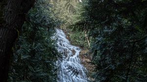 Preview wallpaper waterfall, trees, branches