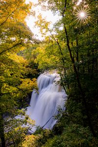 Preview wallpaper waterfall, trees, branches, rays, sun
