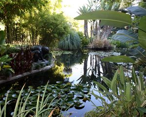 Preview wallpaper water-lilies, pond, statue, leaves, vegetation