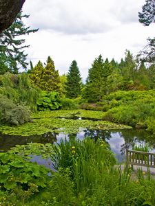 Preview wallpaper water-lilies, pond, trees, trunks, cloudy, bench