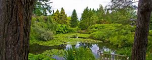 Preview wallpaper water-lilies, pond, trees, trunks, cloudy, bench
