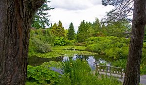 Preview wallpaper water-lilies, pond, trees, trunks, cloudy, bench