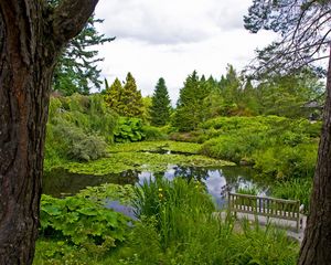 Preview wallpaper water-lilies, pond, trees, trunks, cloudy, bench