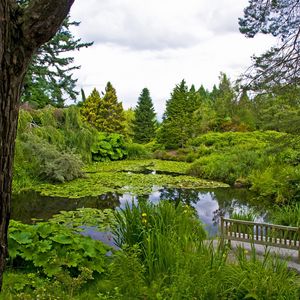 Preview wallpaper water-lilies, pond, trees, trunks, cloudy, bench