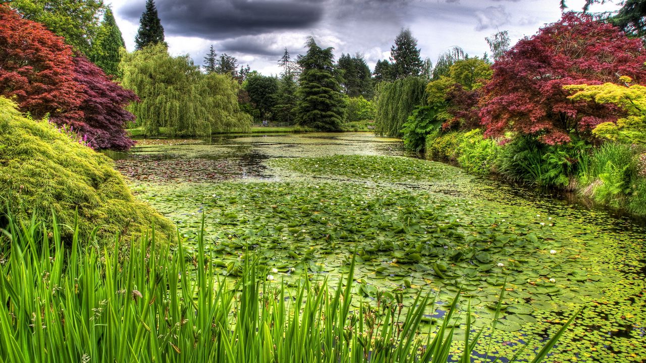 Wallpaper water-lilies, pond, vegetation, cloudy, clouds