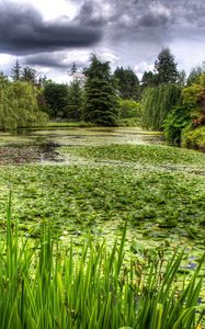 Preview wallpaper water-lilies, pond, vegetation, cloudy, clouds