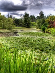 Preview wallpaper water-lilies, pond, vegetation, cloudy, clouds