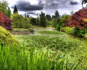 Preview wallpaper water-lilies, pond, vegetation, cloudy, clouds