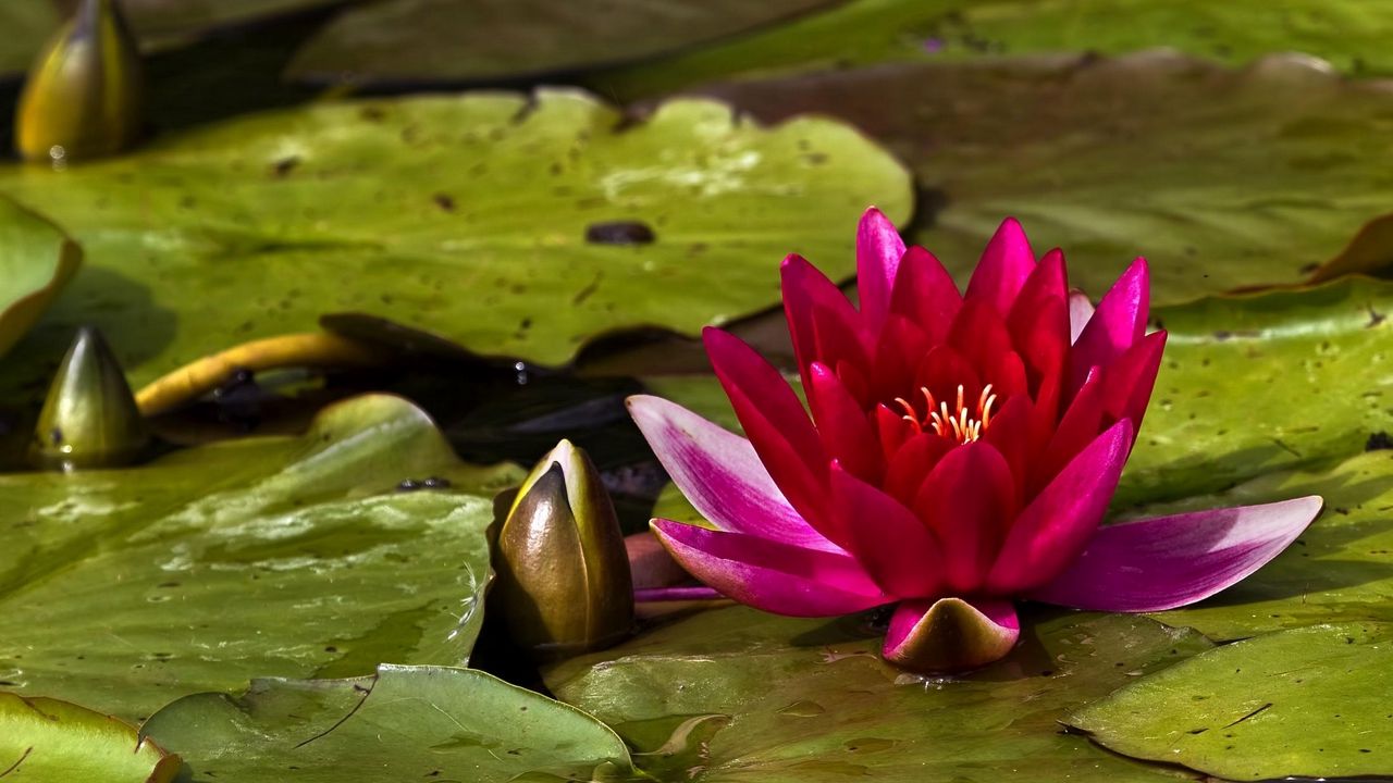 Wallpaper waterlily, bud, water, leaves, close up