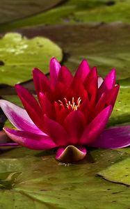 Preview wallpaper waterlily, bud, water, leaves, close up