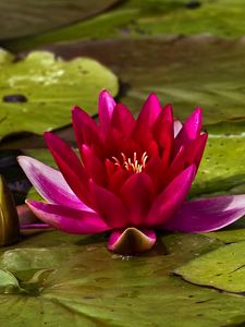 Preview wallpaper waterlily, bud, water, leaves, close up