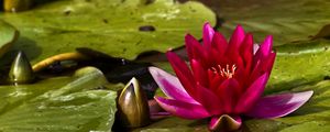 Preview wallpaper waterlily, bud, water, leaves, close up